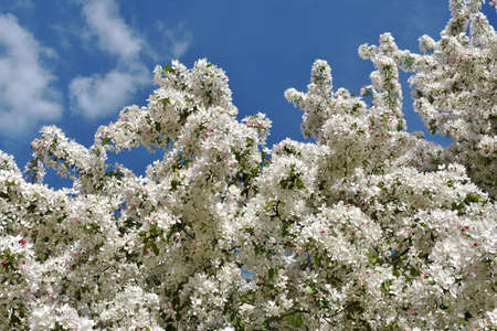 Beautiful flowering branch of the apple tree in full bloom and blue skyの写真素材