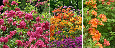 Spring banner with 3 photos of colorful azalea flowers blooming in the gardenの写真素材