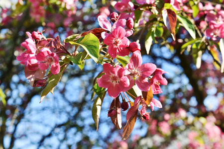 Colorful photo of spring park with trees in pink blossomsの写真素材