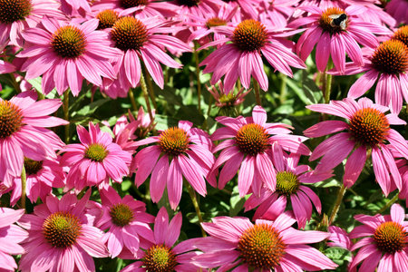 Floral background with pink echinacea blossoms blooming in the gardenの写真素材