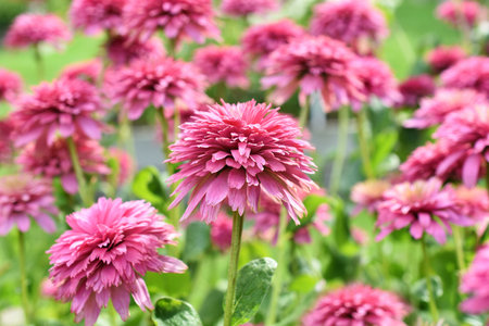 Pink echinacea blossom variety in full bloom in the gardenの写真素材