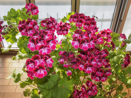 Geranium flower of flowering plants commonly known as cranesbillsの写真素材