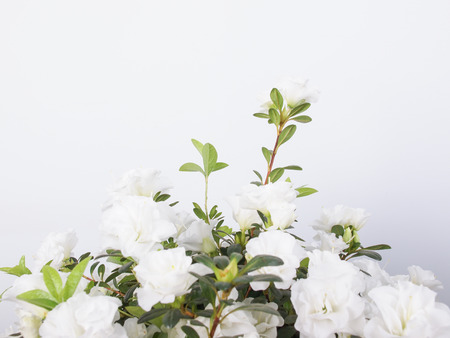 White Azalea Rhododendron flowers in summer season with copy spaceの写真素材