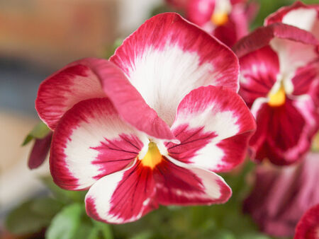 Pansy viola garden flower derived from Viola tricolor hybridized with other viola speciesの写真素材