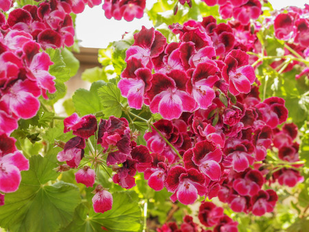 Geranium flower of flowering plants commonly known as cranesbillsの写真素材