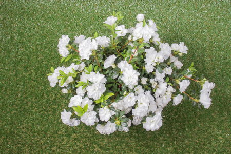 White Azalea Rhododendron flowers in summer season over grassの写真素材