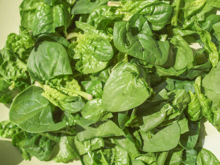 Green spinach leaves edible flowering plant vegetarian foodの写真素材
