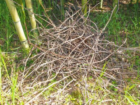 Nest of a crow bird in the grass amid the bamboo treesの写真素材