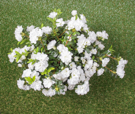 White Azalea Rhododendron flowers in summer season over grassの写真素材