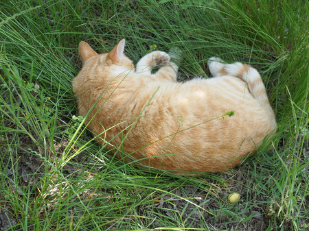 A tabby cat asleep amidst the grass in a meadowの写真素材