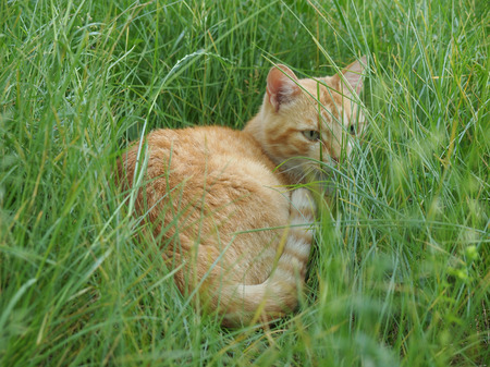 A tabby cat asleep amidst the grass in a meadowの写真素材