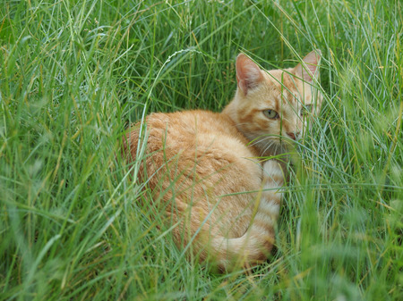 A tabby cat asleep amidst the grass in a meadowの写真素材