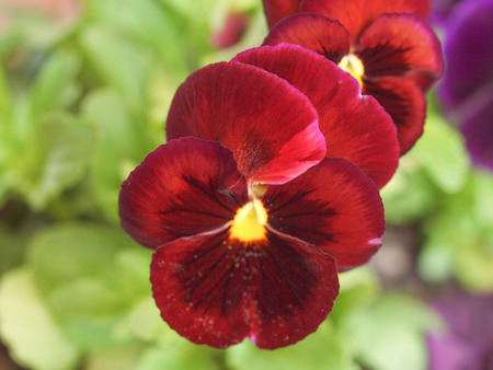 Pansy viola garden flower derived from Viola tricolor hybridized with other viola speciesの写真素材