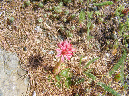 Sempervivum montanum, Crassulaceae, Stonecrop Family from the European Alps in Cervinia Italyのeditorial素材