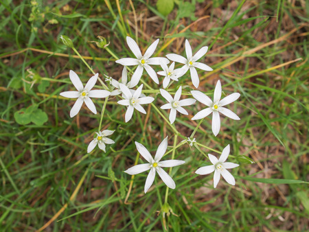 Ornithogalum Umbellatum flower aka Star of Bethlehemの写真素材