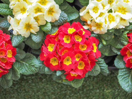 Primrose aka Primula are the first flowers to blossom in early springの写真素材