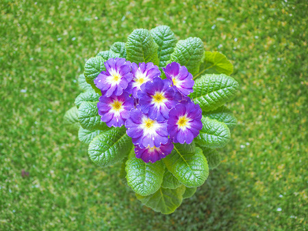 Violet Primrose aka Primula are the first flowers to blossom in early spring