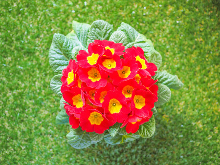 Red Primrose aka Primula are the first flowers to blossom in early spring