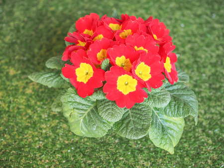 Red Primrose aka Primula are the first flowers to blossom in early springの写真素材