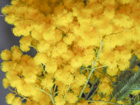 Yellow Mimosa flowers of Acacia dealbata plant aka silver wattle, blue wattle flower plantの写真素材