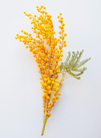 Yellow Mimosa flowers of Acacia dealbata plant aka silver wattle, blue wattle flower plantの写真素材
