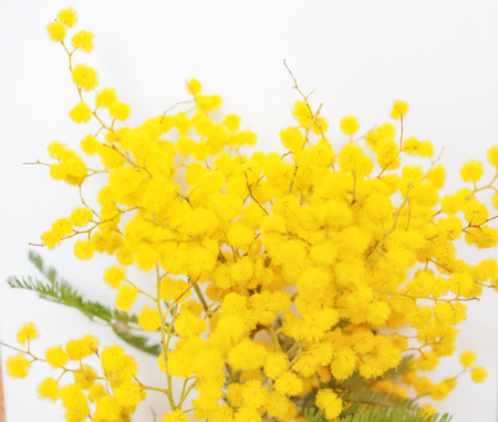 Yellow Mimosa flowers of Acacia dealbata plant aka silver wattle, blue wattle flower plantの写真素材