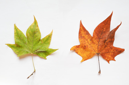 Leaves of Plane (Platanus) tree in autumn