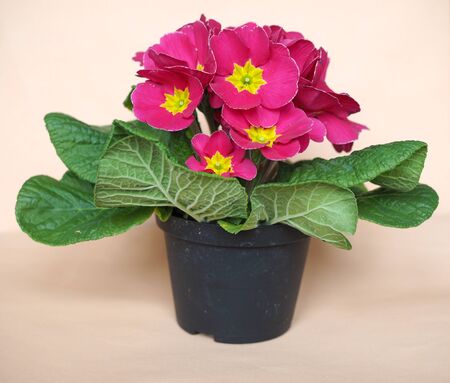Pink Primrose flower of Primula vulgaris plantの写真素材