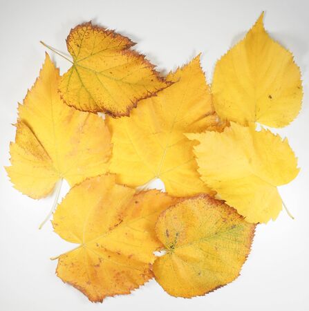 Yellow tree leaves in autumn useful as a backgroundの写真素材