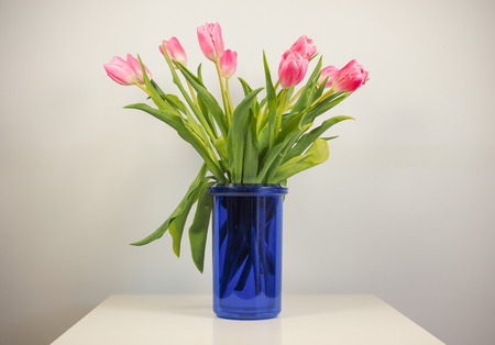 Pink tulips (Tulipa gesneriana) flower, perennial bulbous plantの写真素材