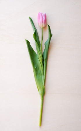 Pink tulips (Tulipa gesneriana) flower, perennial bulbous plantの写真素材