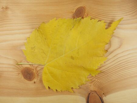 Yellow tree leaves in autumn over wood backgroundの写真素材