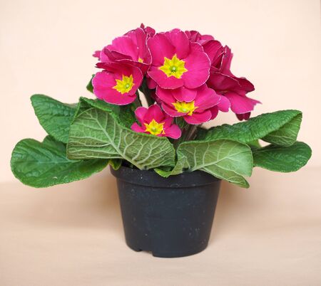 Pink Primrose flower of Primula vulgaris plantの写真素材