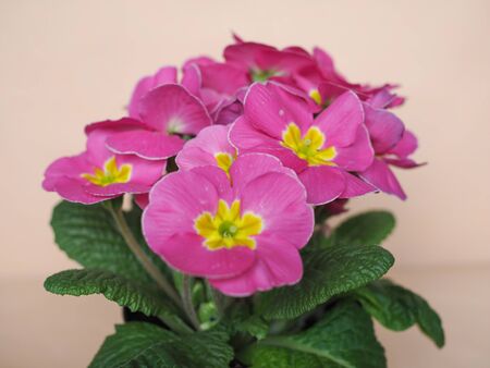 Pink Primrose flower of Primula vulgaris plantの写真素材