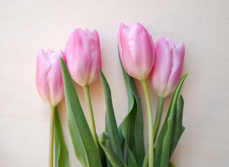 Pink tulips (Tulipa gesneriana) flower, perennial bulbous plantの写真素材