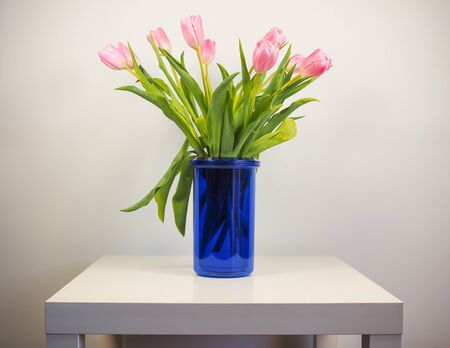 Pink tulips (Tulipa gesneriana) flower, perennial bulbous plantの写真素材