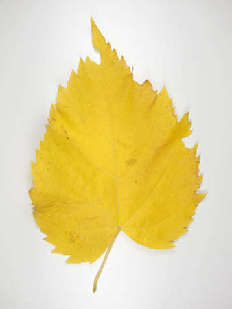Yellow tree leaves in autumnの写真素材