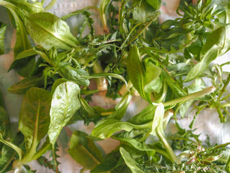 Lettuce (Lactuca sativa) leaf vegetables vegetarian food useful as backgroundの写真素材