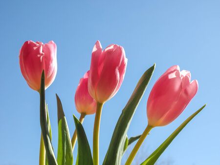Pink tulips (Tulipa gesneriana) flower, perennial bulbous plant - blue sky backgroundの写真素材