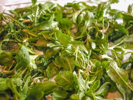 Lettuce (Lactuca sativa) leaf vegetables vegetarian food useful as backgroundの写真素材