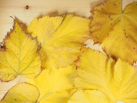 Yellow tree leaves in autumn useful as a backgroundの写真素材