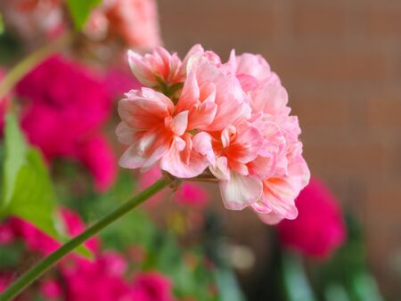 A Pink Geranium (Geraniales) aka cranesbill flowerの写真素材