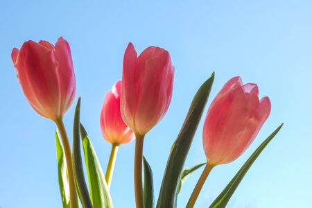 Pink tulips (Tulipa gesneriana) flower, perennial bulbous plant - blue sky backgroundの写真素材