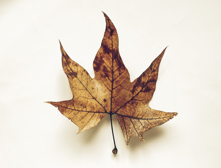 Vintage faded Leaves of Plane (Platanus) tree in autumnの写真素材