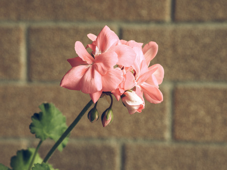 Vintage faded A Pink Geranium (Geraniales) aka cranesbill flowerの写真素材