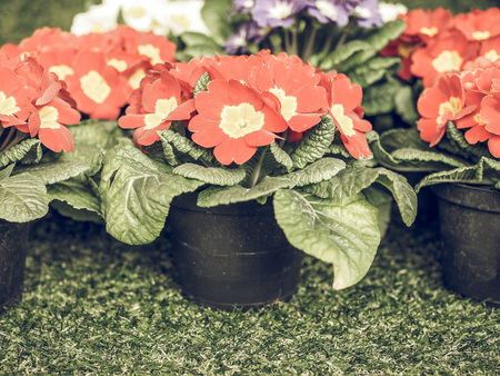 Vintage faded Primrose aka Primula are the first flowers to blossom in early springの写真素材