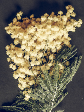 Vintage faded Yellow Mimosa flowers of Acacia dealbata plant aka silver wattle, blue wattle flower plantの写真素材
