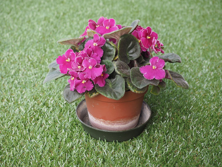 Purple Saintpaulia aka African Violet flower over green backgroundの写真素材