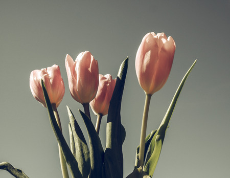 Vintage faded Pink tulips (Tulipa gesneriana) flower, perennial bulbous plant - blue sky backgroundの写真素材