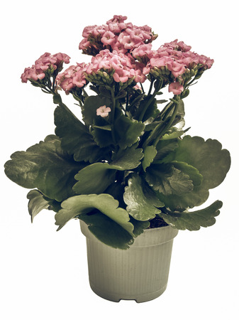 Vintage faded Kalanchoe Flower tropical succulent plant ornamental houseplant - isolated over white backgroundの写真素材